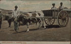 Local carrier, S. Vincent, C. V.. - Kent : Thornton Bros, [ca 1912]. - 1 postal : color. ; 8,5x14 cm