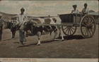 Local carrier, S. Vincent, C. V.. - Kent : Thornton Bros, [ca 1912]. - 1 postal : color. ; 8,5x14 cm
